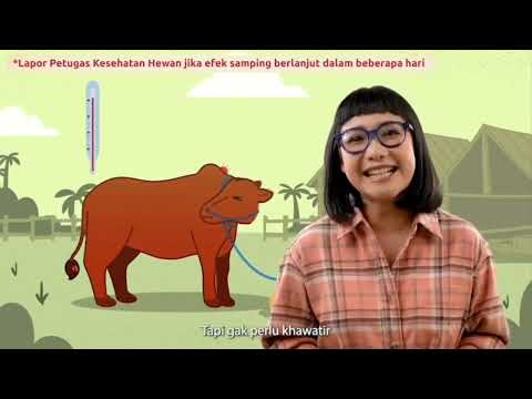 program-vaksinasi-penyakit-mulut-dan-kuku-pmk-pada-hewan-ternak